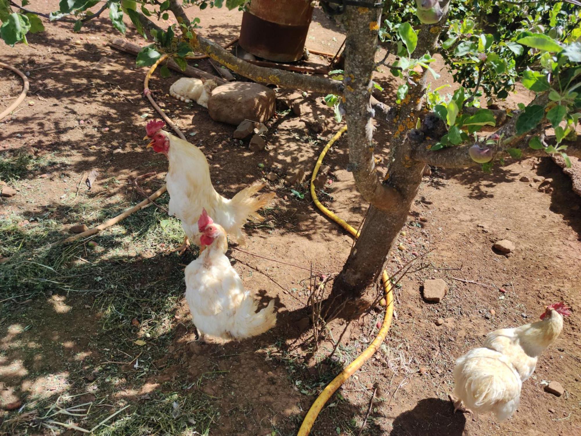 Finca El Cercadillo Galdar Ngoại thất bức ảnh